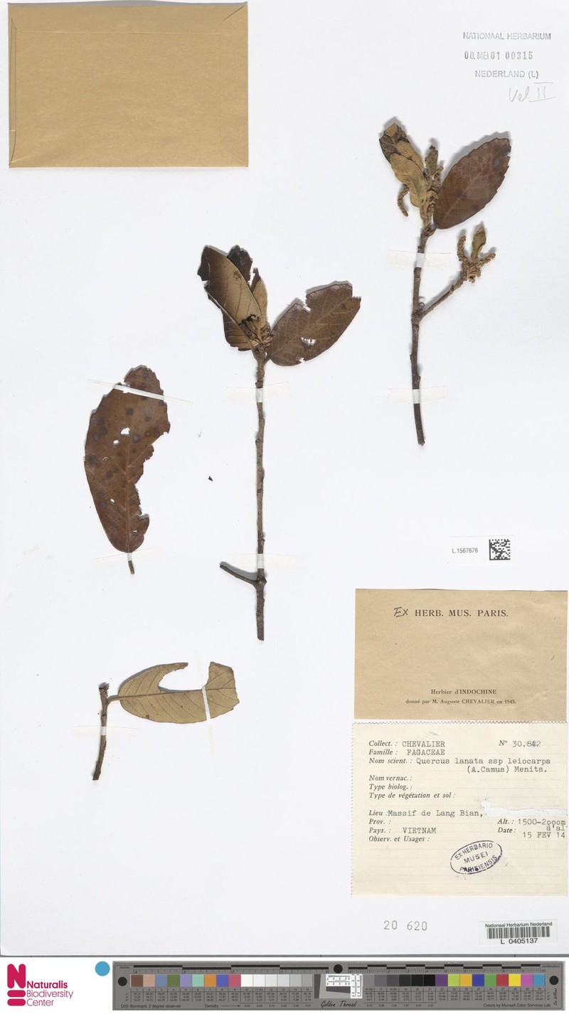 Quercus lanata subsp. leiocarpa photo 4
