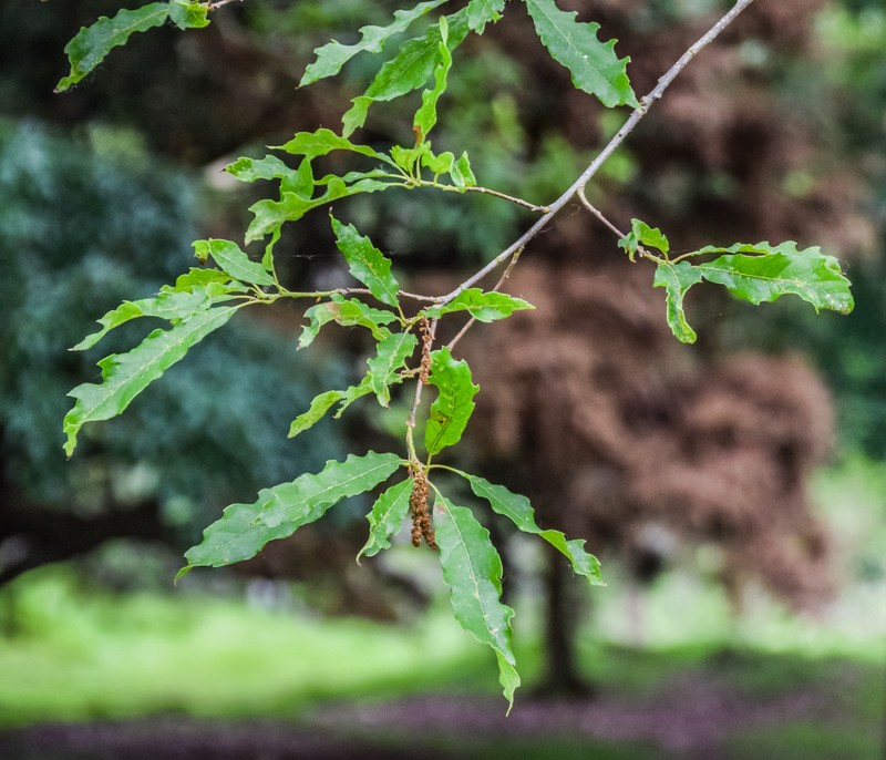 Quercus lancifolia
