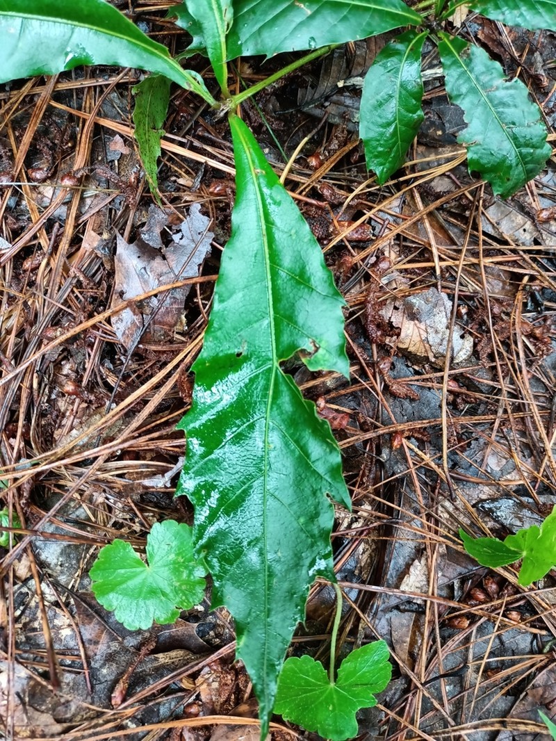 Quercus lancifolia photo 2
