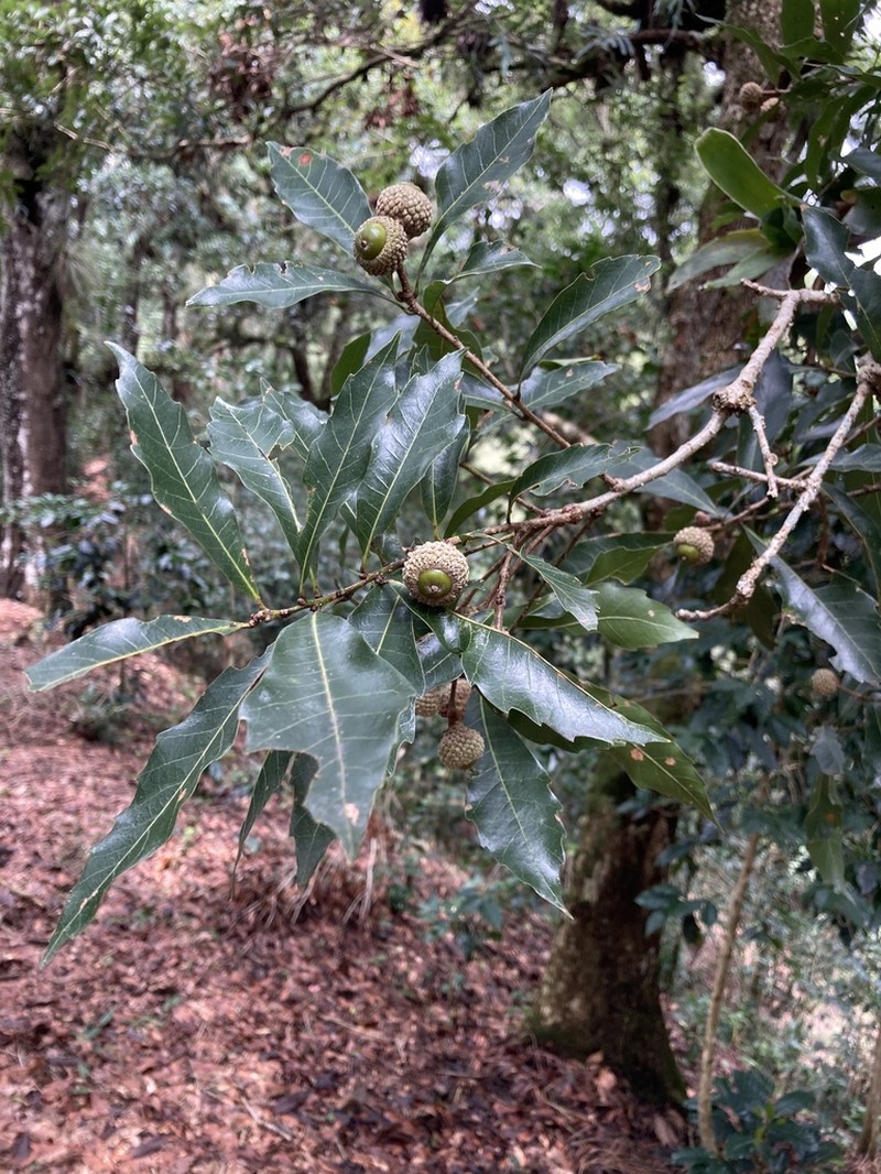 Quercus lancifolia photo 3