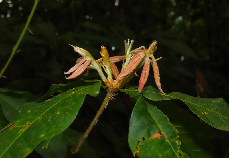 Quercus lancifolia photo 4