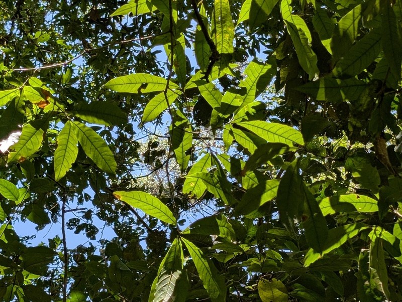 Quercus lancifolia photo 5