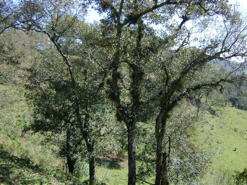 Quercus lancifolia photo 6