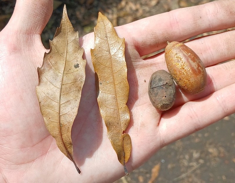 Quercus lancifolia photo 7