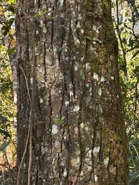 Quercus langbianensis