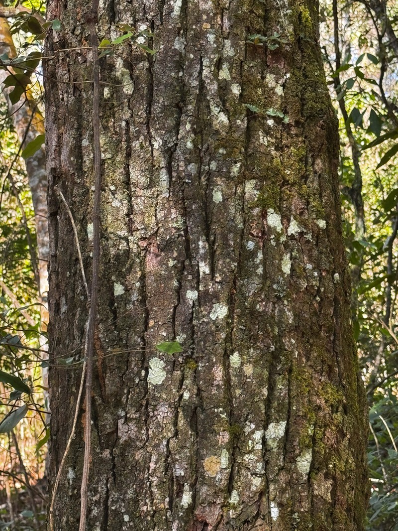 Quercus langbianensis