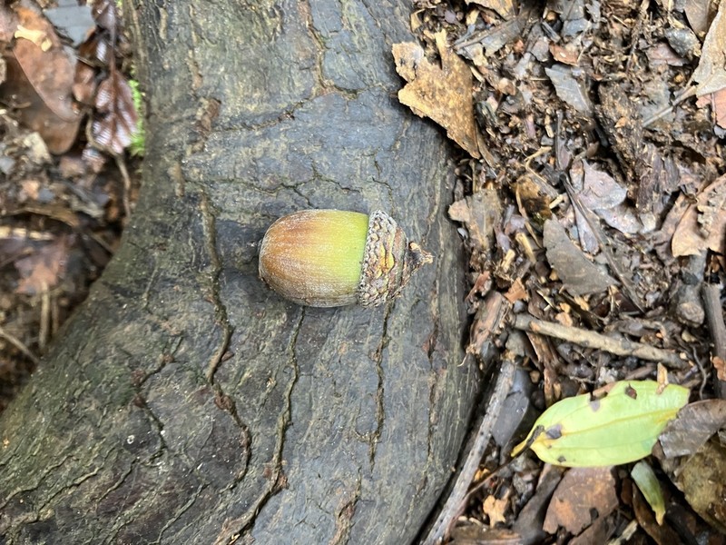 Quercus langbianensis photo 3