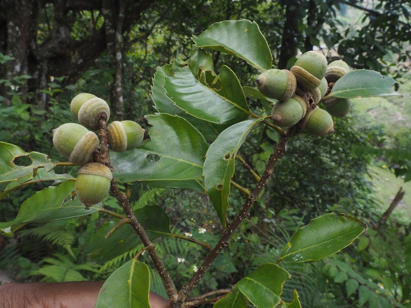 Quercus langbianensis photo 4