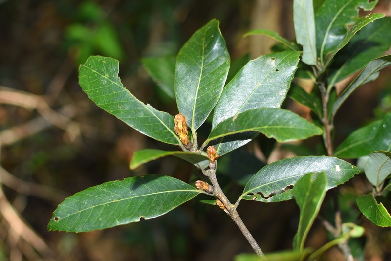 Quercus langbianensis photo 5