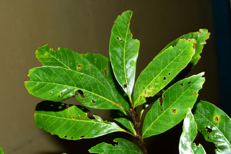Quercus langbianensis photo 6