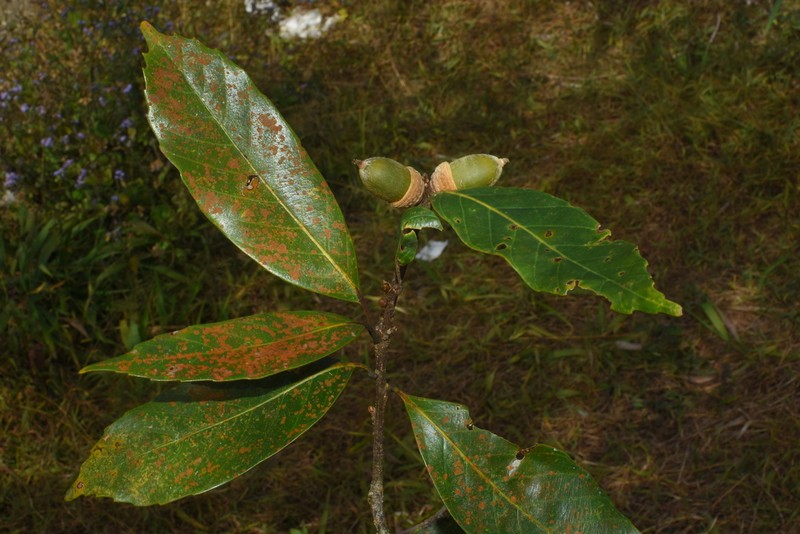 Quercus langbianensis photo 7