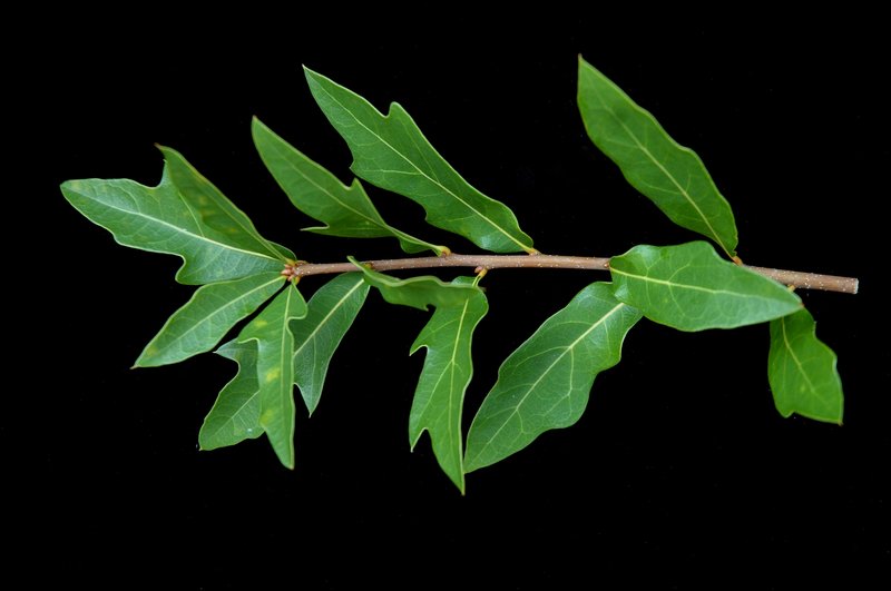 Laurel Oak photo 3