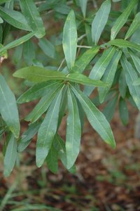 Laurel Oak