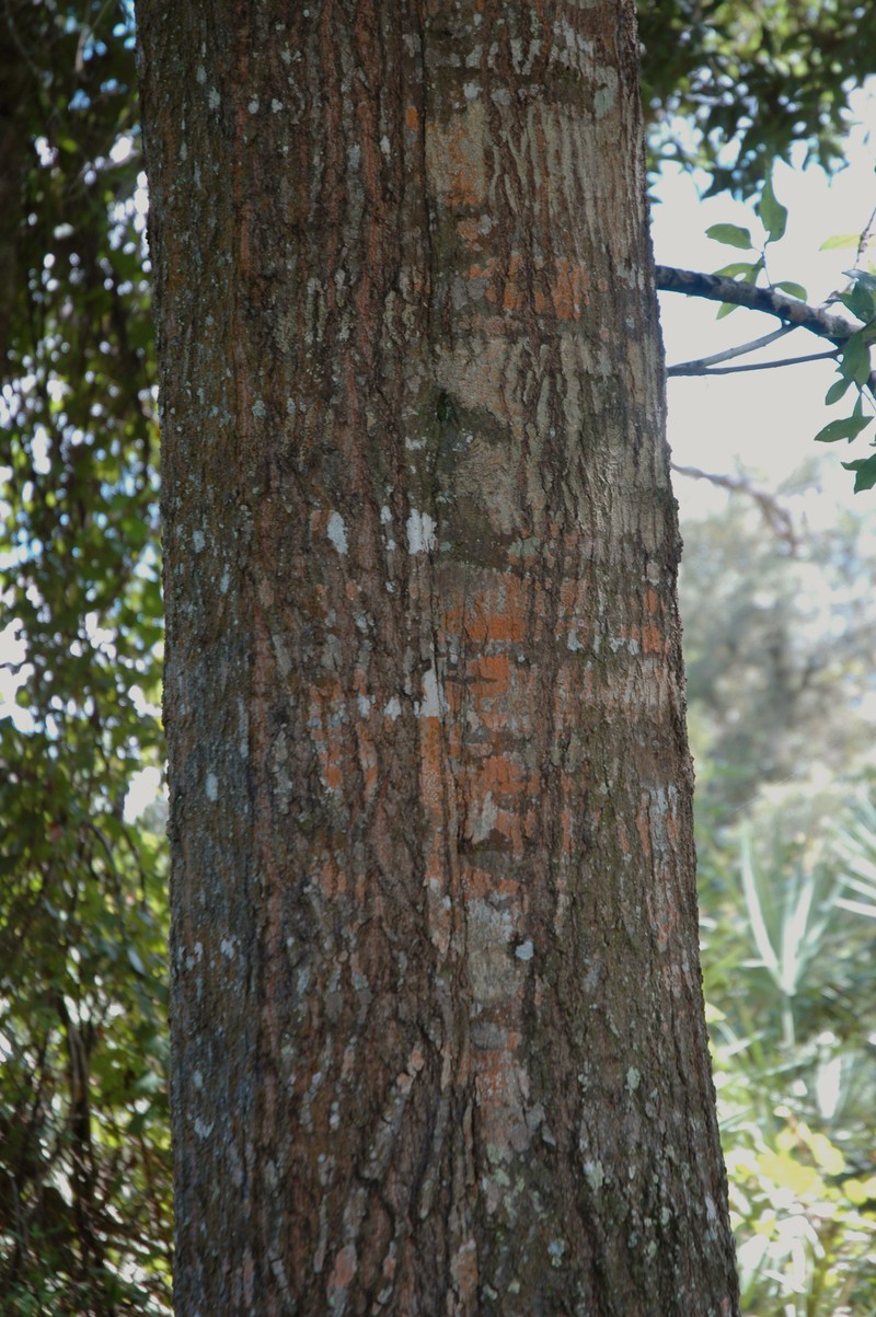 Laurel Oak photo 2