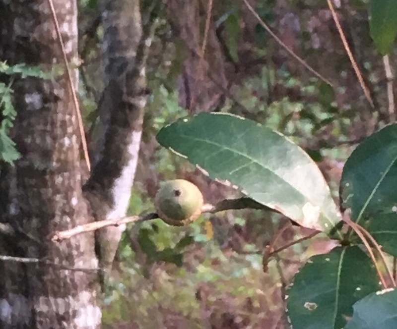 Laurel Oak photo 4