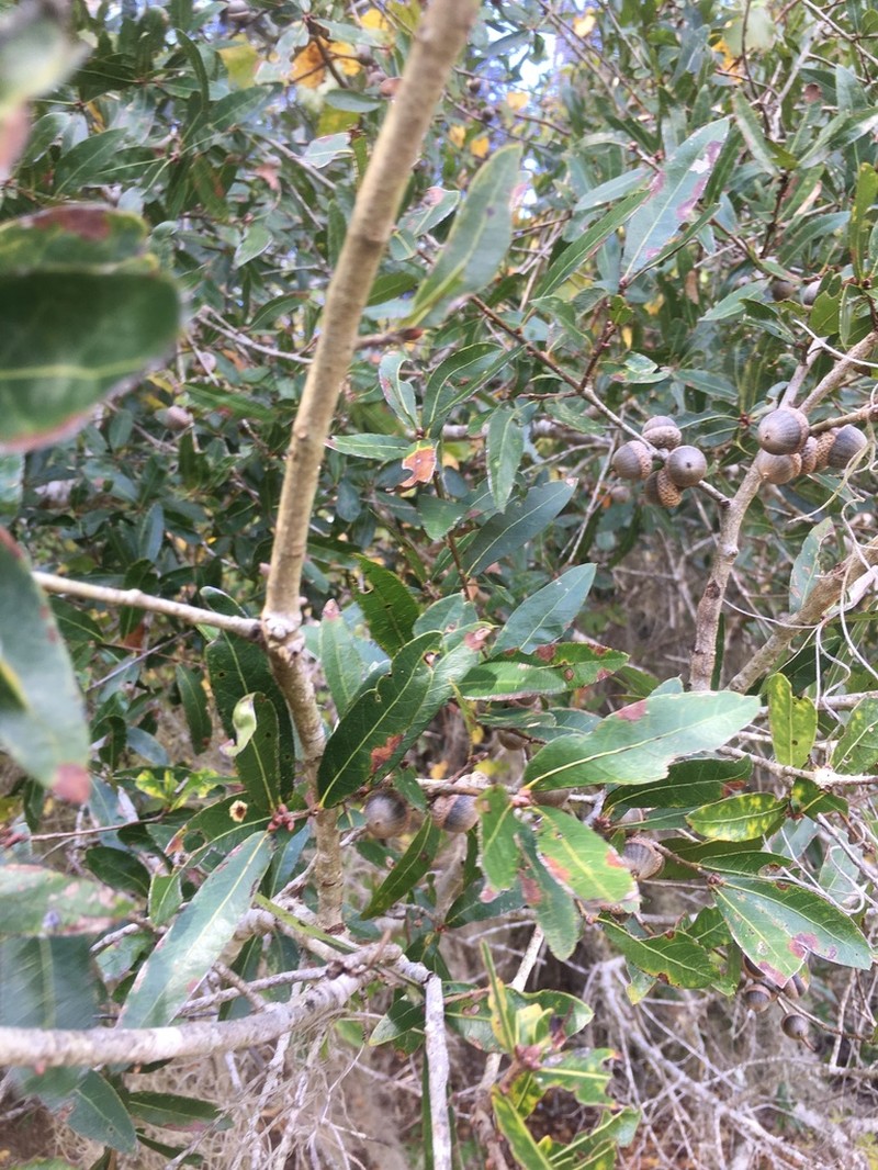 Laurel Oak photo 5
