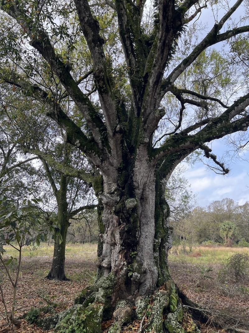 Laurel Oak photo 7