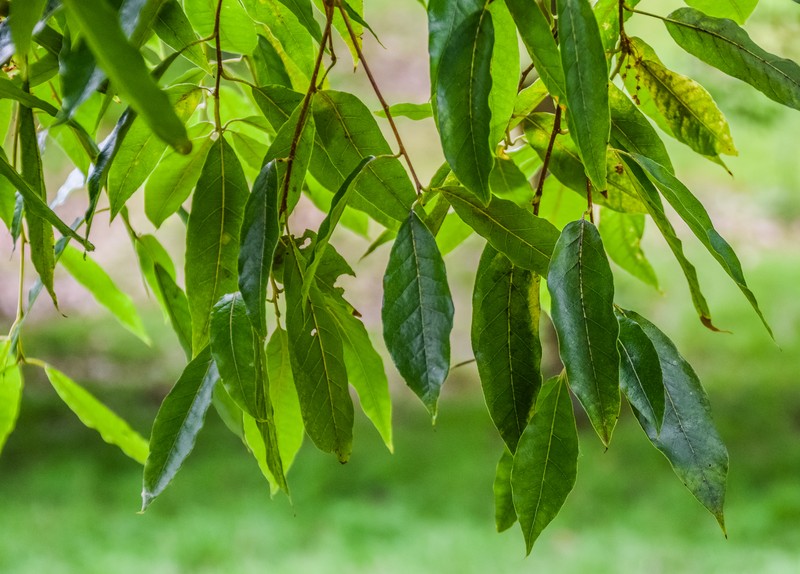 Quercus laurina