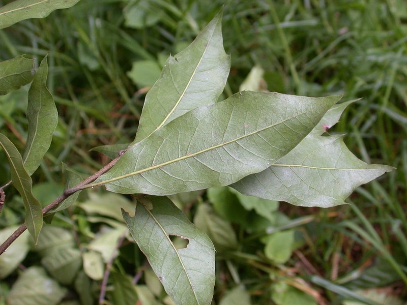 Quercus laurina photo 2