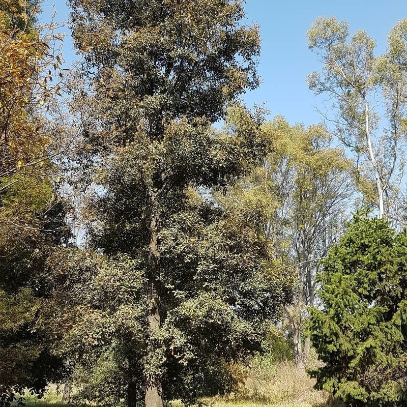 Quercus laurina photo 3