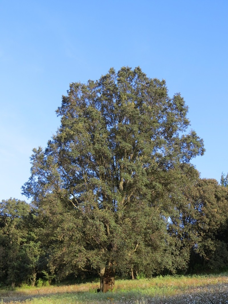 Quercus laurina photo 4