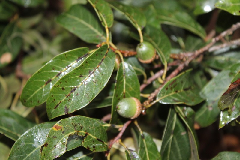 Quercus laurina photo 6