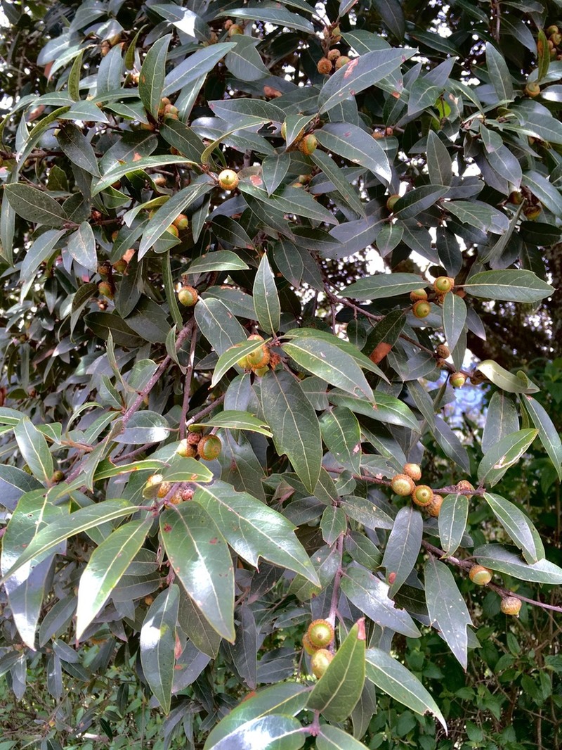 Quercus laurina photo 7