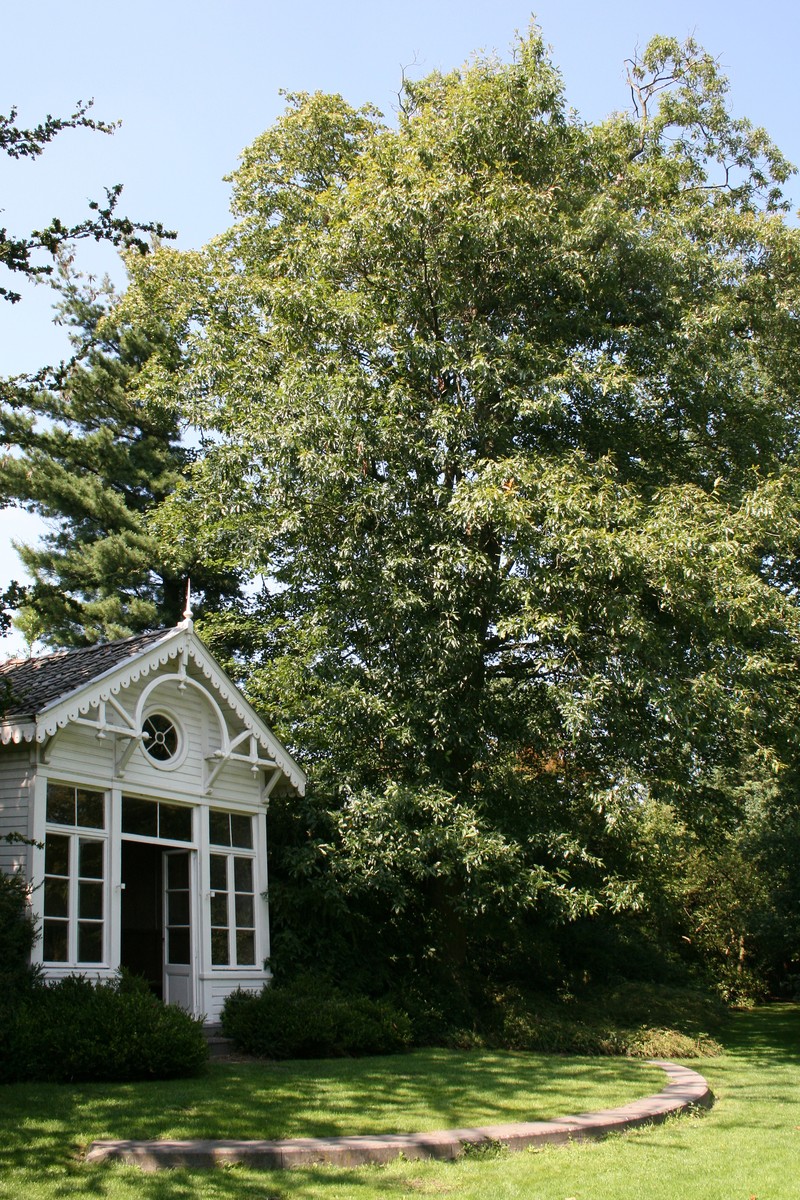hybrid oak photo 2