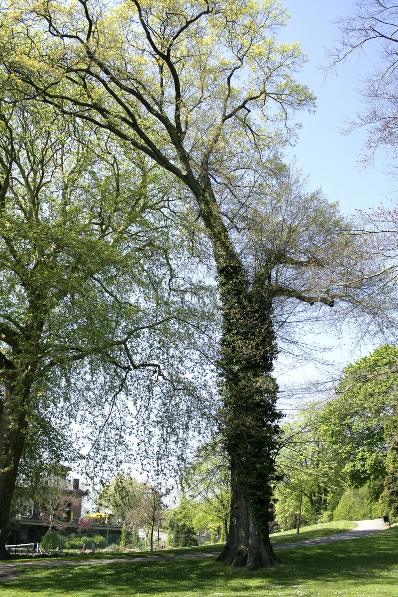 hybrid oak photo 3