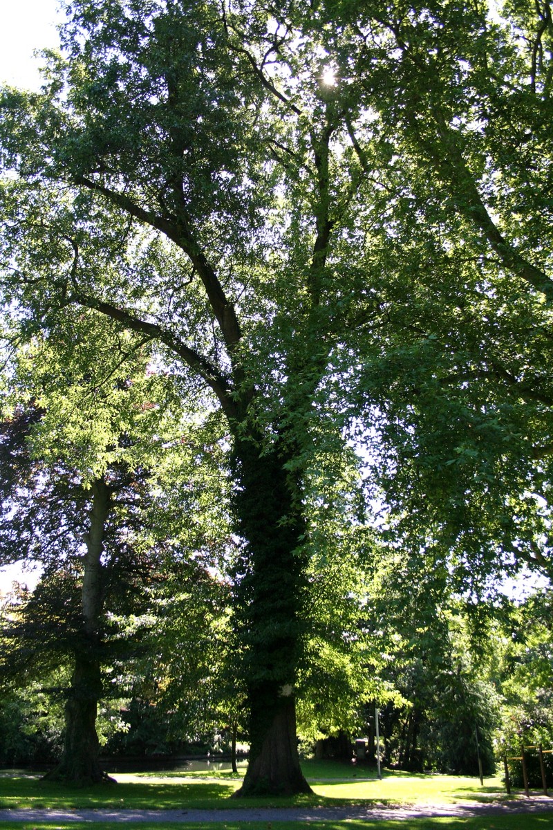 hybrid oak photo 4