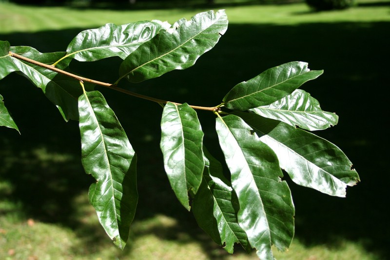 hybrid oak photo 5