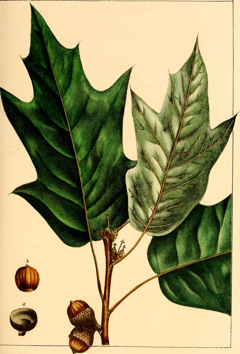 hybrid oak photo 6