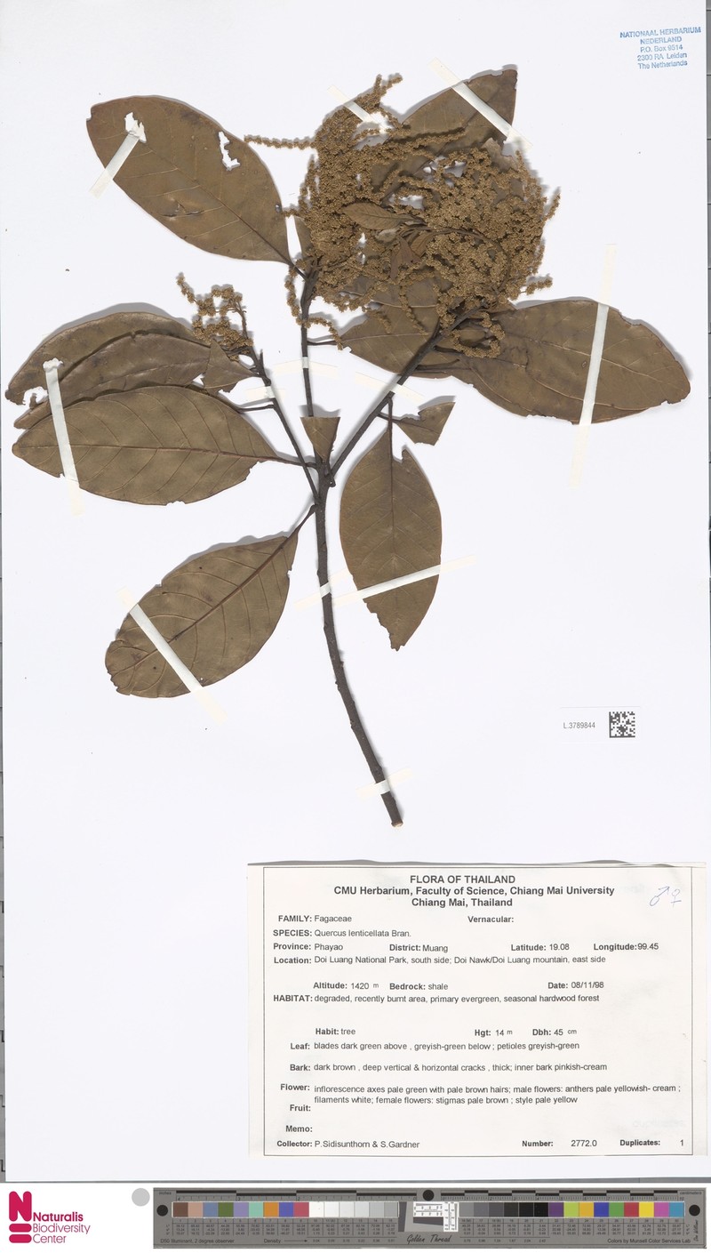 Quercus lenticellata