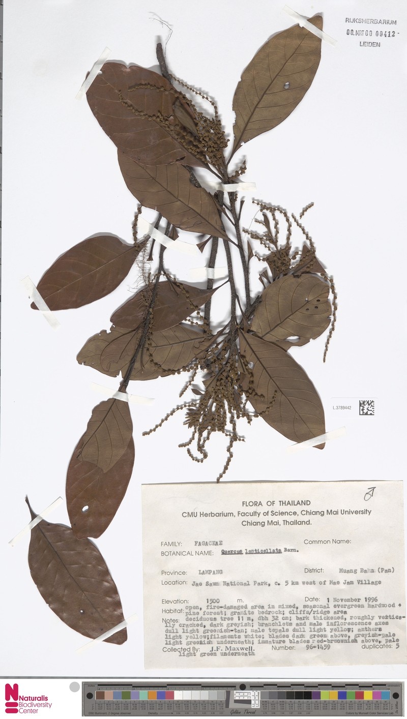 Quercus lenticellata photo 2