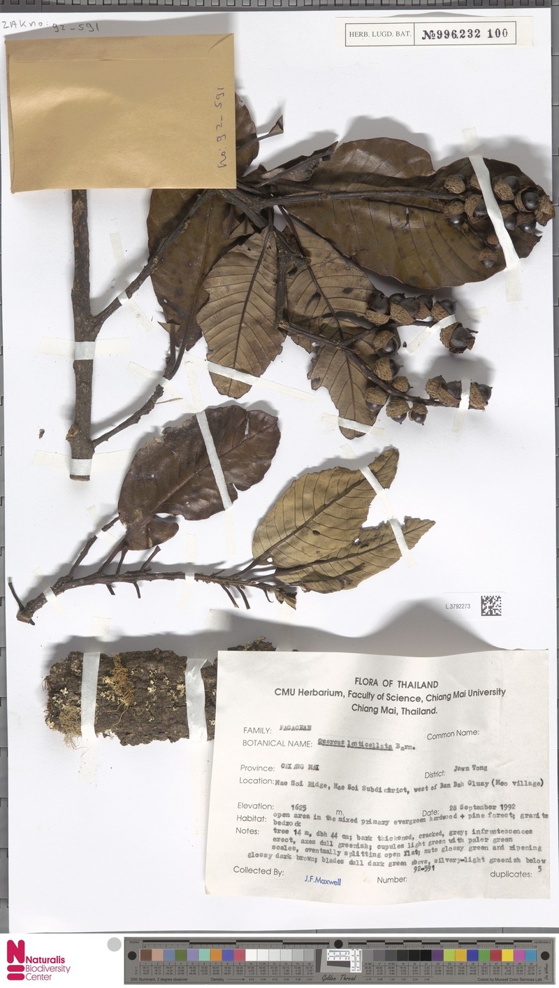 Quercus lenticellata photo 3
