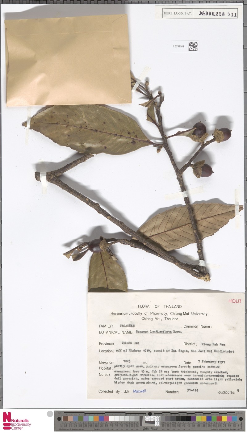Quercus lenticellata photo 4