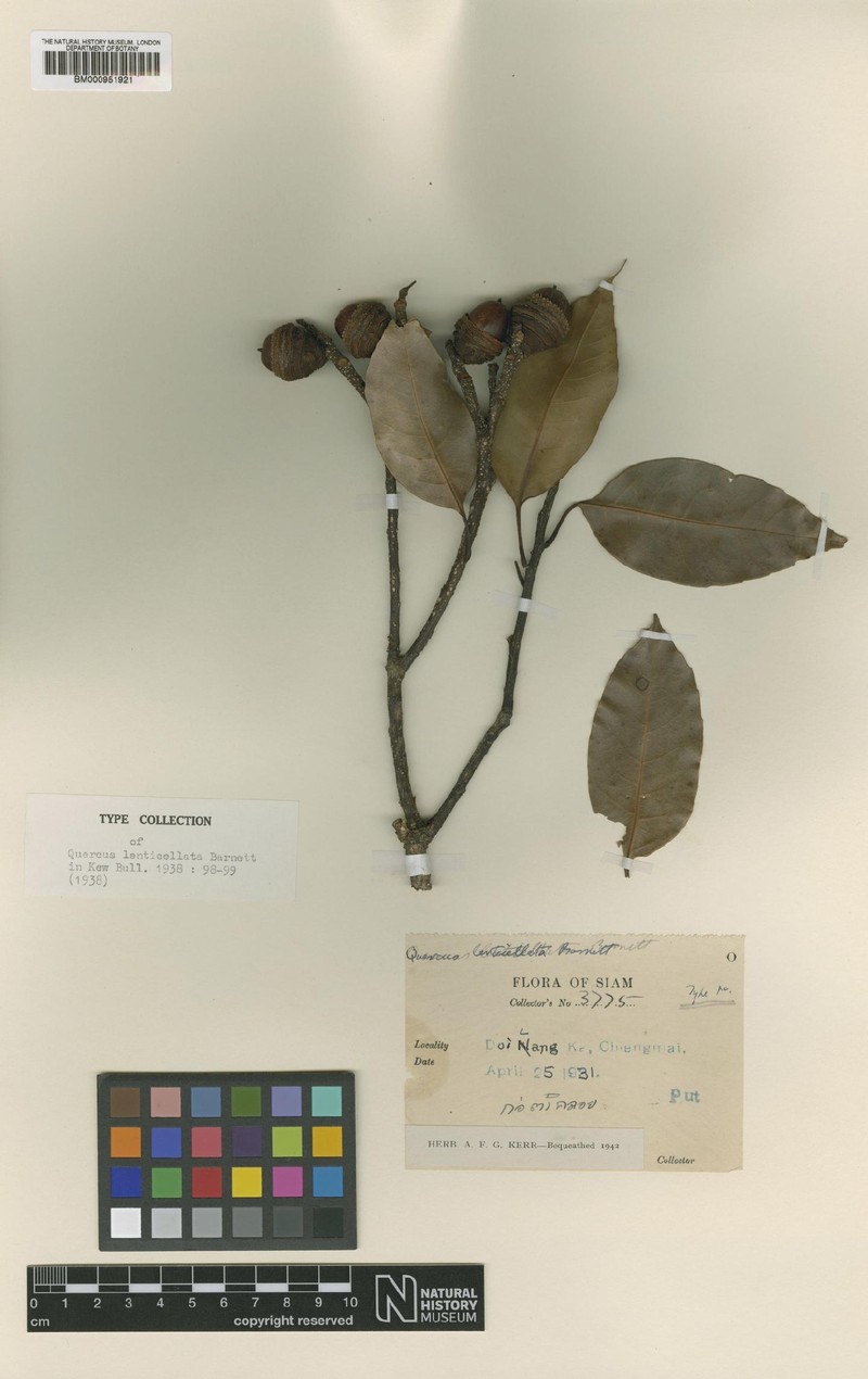 Quercus lenticellata photo 5