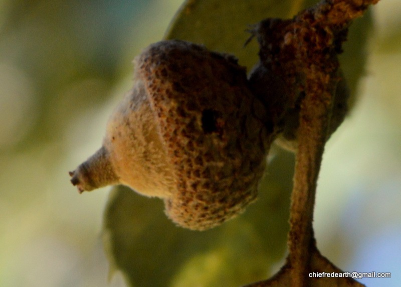 Quercus leucotrichophora photo 2