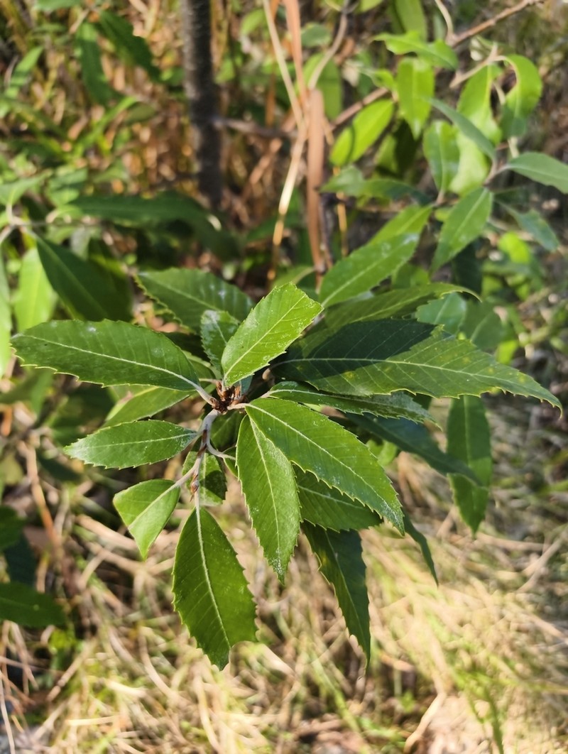 Quercus leucotrichophora photo 3