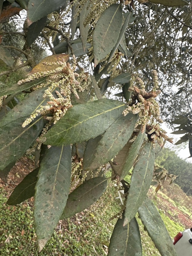 Quercus leucotrichophora photo 4