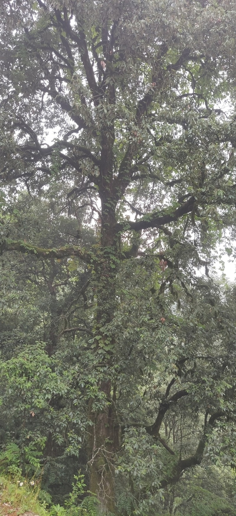 Quercus leucotrichophora photo 5