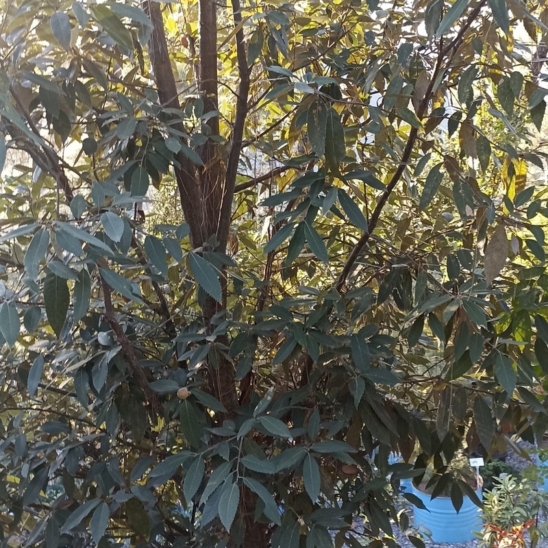 Quercus leucotrichophora photo 6