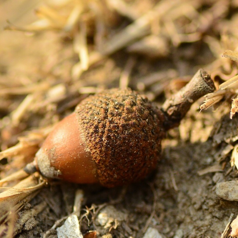 Quercus leucotrichophora photo 7
