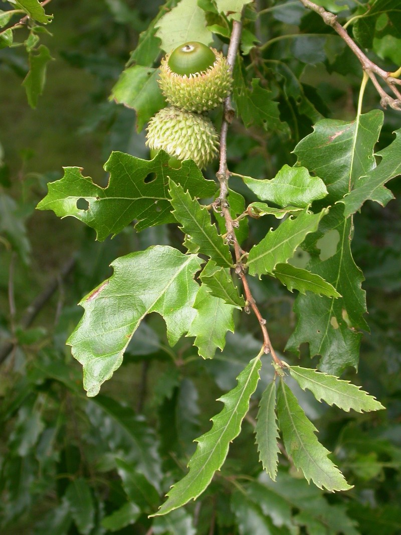 Quercus libani photo 2