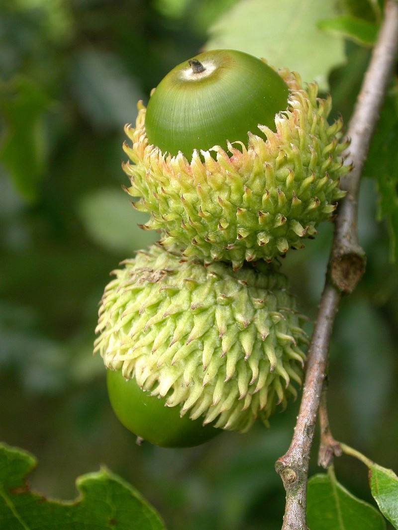 Quercus libani photo 3