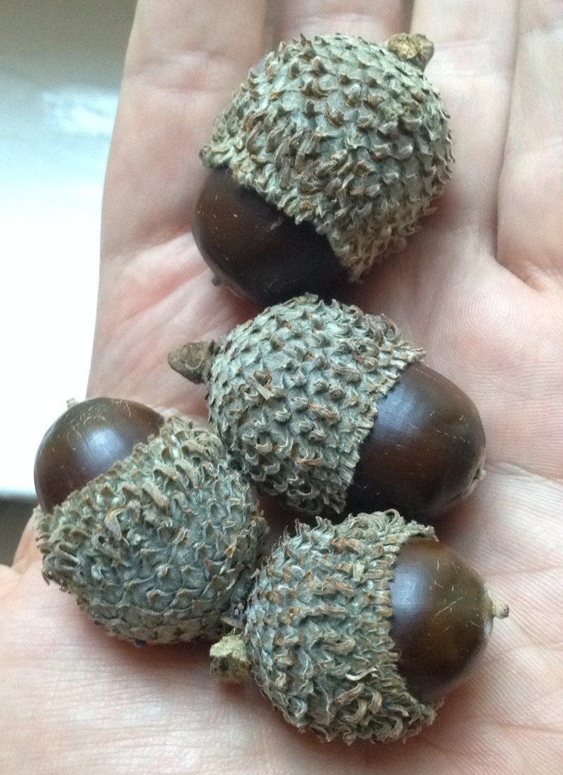Quercus libani photo 4
