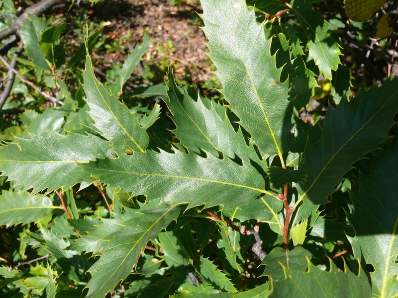Quercus libani photo 5