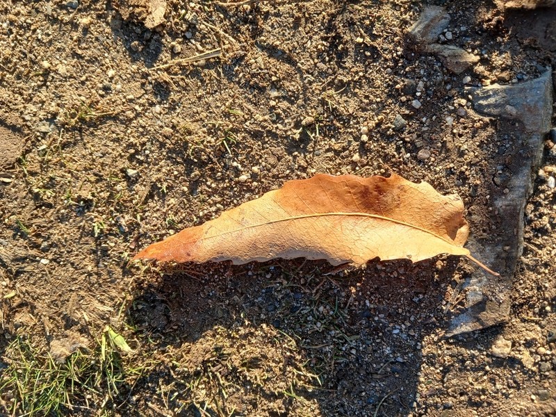 Quercus libani photo 6