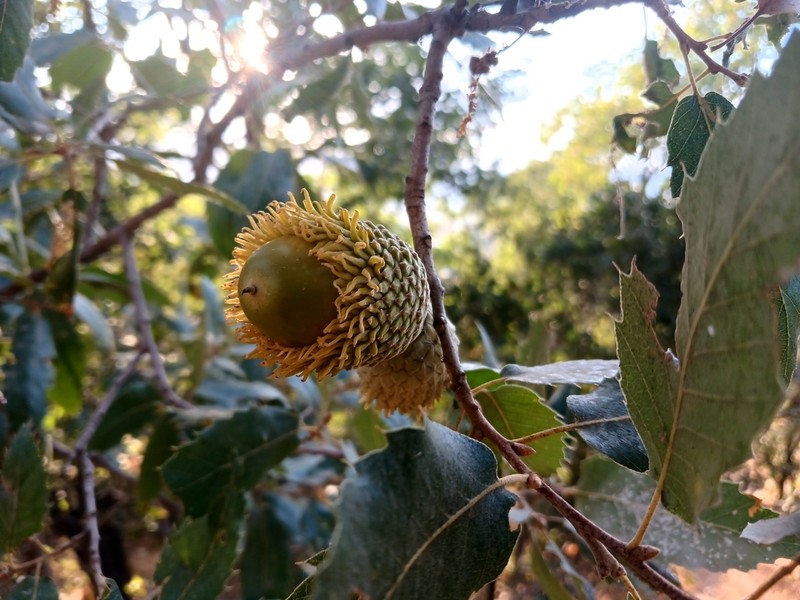 Quercus libani photo 7