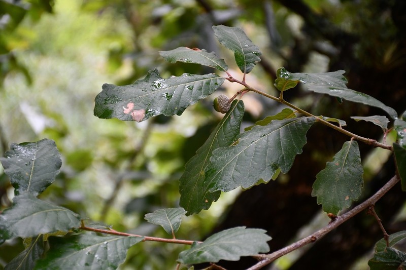 Quercus liebmannii